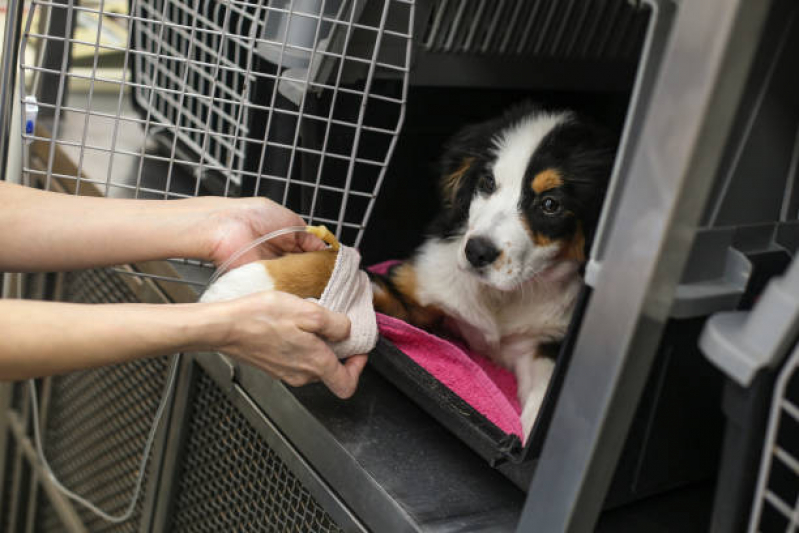 Ozonioterapia para Cães e Gatos EPNB Estrada Parque Núcleo Bandeirante - Ozonioterapia para Cachorro