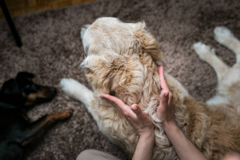 Ozonioterapia para Cães Varjão do Torto - Ozonioterapia Animal