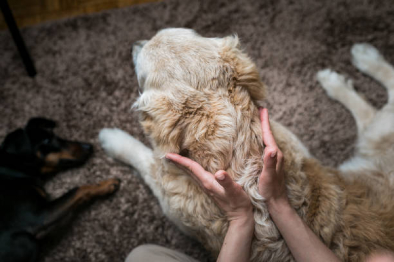 Ozonioterapia para Cães Aeroporto de Brasilia - Ozonioterapia Cachorros