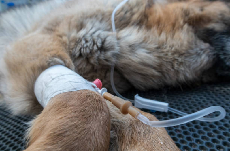 Ozonioterapia para Gato Clínica Park Way - Ozonioterapia para Cães