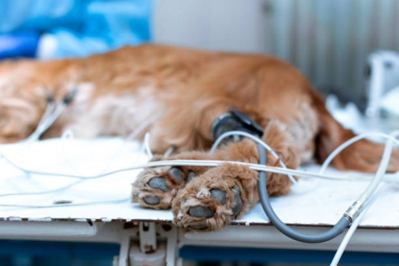 Ozonioterapia para Pet Clínica Brasília - Ozonioterapia para Cachorros Brasília
