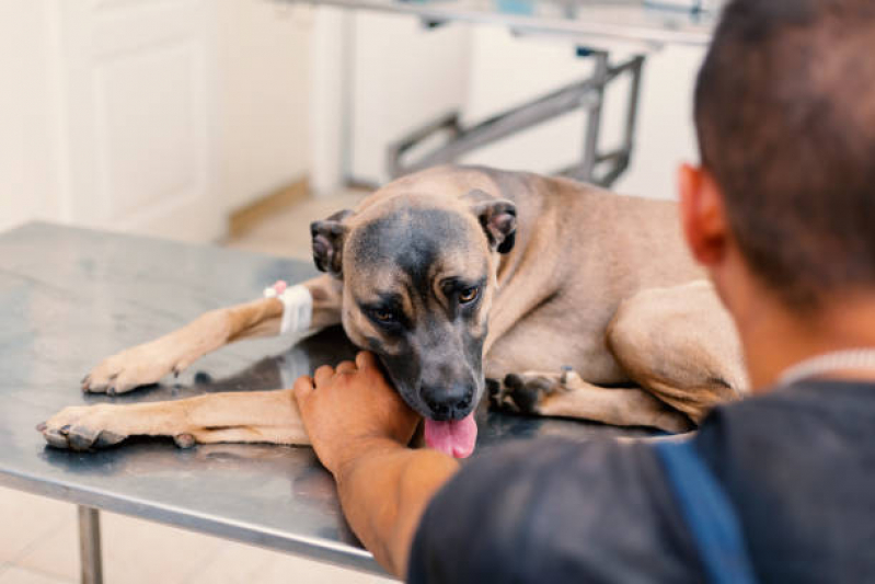 Ozonioterapia para Pet SAAN - Ozonioterapia para Cachorro