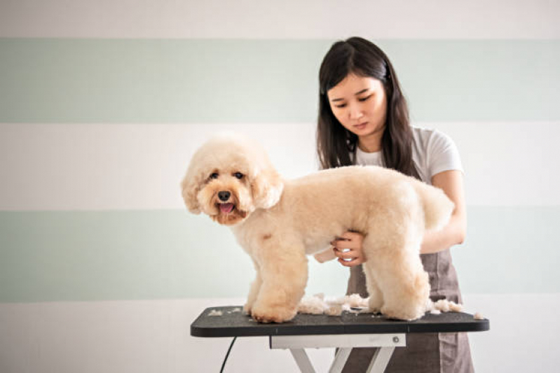 Pet Shop Banho e Tosa SETOR DE ARMAZENAGEM E ABASTECIMENTO NORTE - Banho e Tosa Brasília