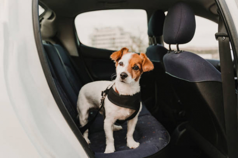 Pet Shop Cães e Gatos Avenida das Nações - Pet Shop com Banho e Tosa