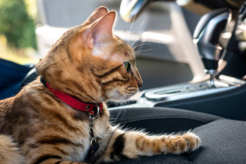 Pet Shop Leva e Traz Telefone Setor Noroeste - Pet Shop para Gatos