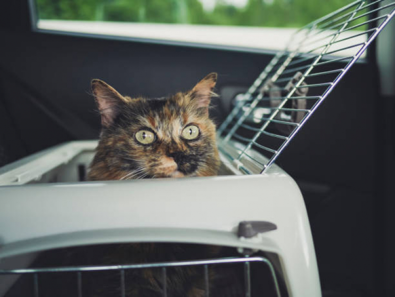 Pet Shop para Gatos Telefone Octogonal - Pet Shop Cães e Gatos
