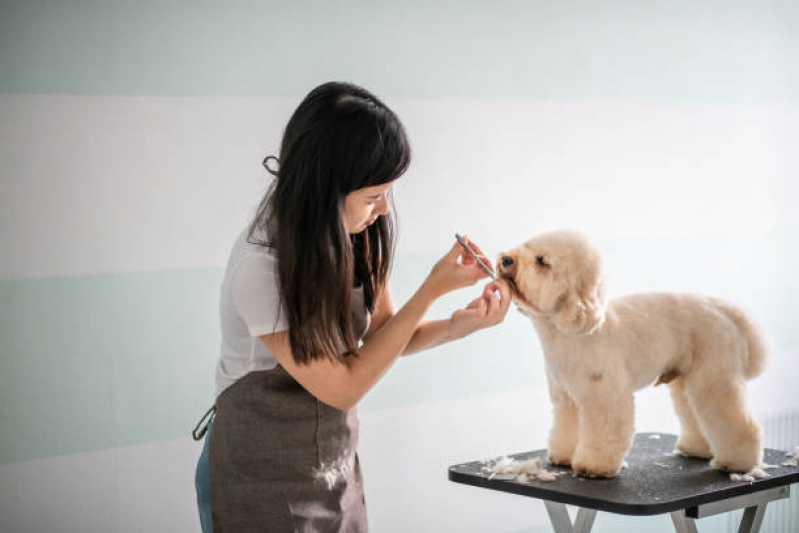 Pet Shop Perto de Mim Banho e Tosa Telefone Sobradinho - Banho e Tosa Próximo a Mim