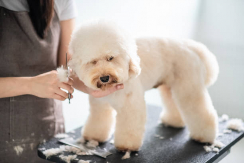 Pet Shop Perto de Mim Banho e Tosa Octogonal - Banho e Tosa Asa Norte