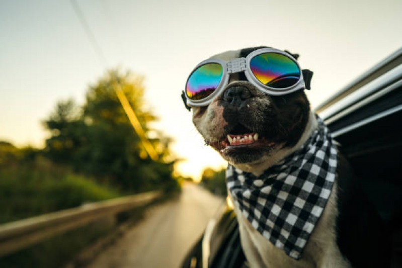 Pet Shop Próximo a Mim Setor Sudoeste - Pet Shop Perto de Mim