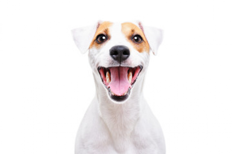 Radiestesia para Cães Clínica PARQUE TECNOLOGICO DE BRASILIA GRANJA DO TORT - Radiônica para Animais