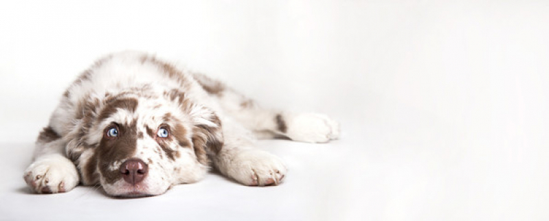Radiestesia para Gatos Clínica Asa Norte - Comunicação Intuitiva com Animais