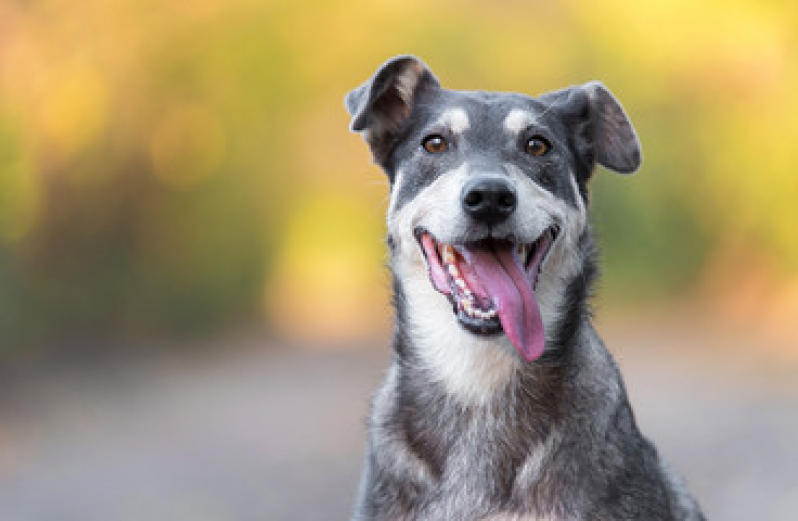 Serviço de Radiestesia para Cães BIOTIC - Comunicação Intuitiva com Animais