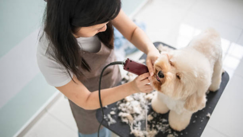 Telefone de Banho e Tosa Delivery Brasília - Banho e Tosa para Cachorro