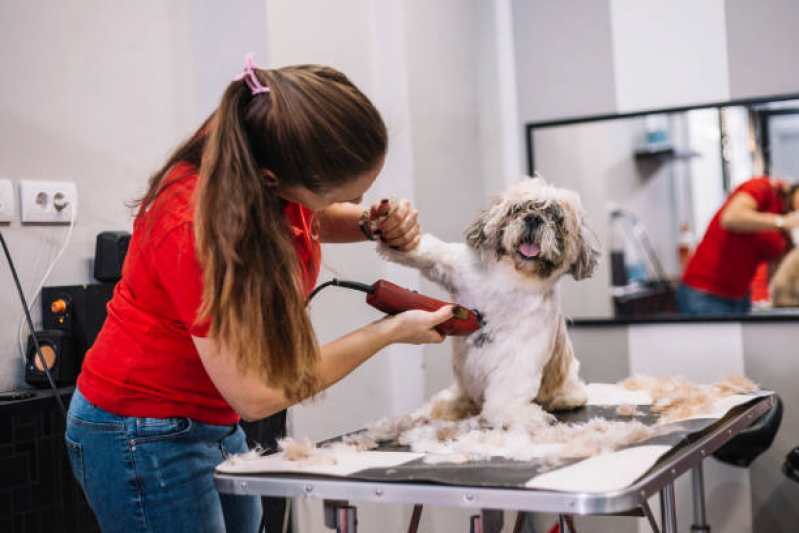 Telefone de Banho e Tosa para Gatos Setor Administrativo - Banho e Tosa para Cachorro