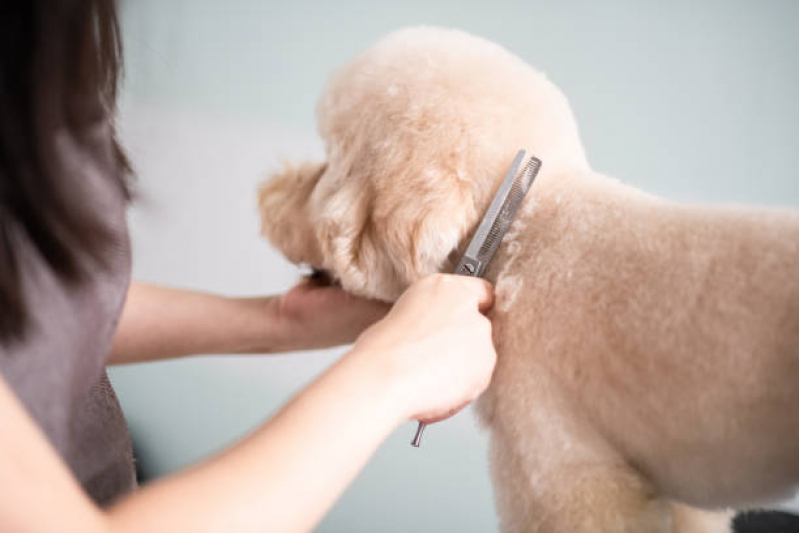 Telefone de Banho e Tosa Perto de Mim BIOTIC - Banho e Tosa para Cachorro