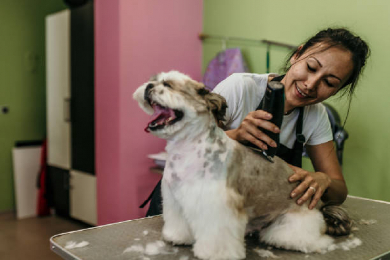 Telefone de Banho e Tosa Perto SCS SETOR COMERCIAL SUL - Pet Shop Perto de Mim Banho e Tosa