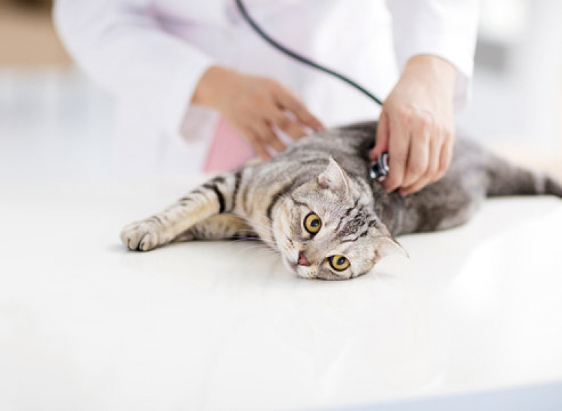 Telefone de Clínica Geral Veterinária Perto Sul Águas Claras - Clínica Geral Veterinária Perto Lago Norte