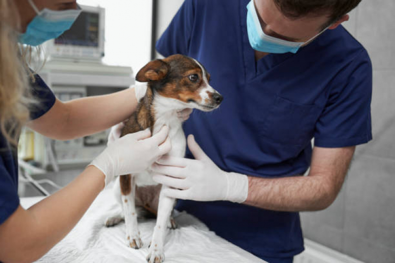 Telefone de Clínica Veterinária Animais Domésticos Aeroporto de Brasilia - Clínica Veterinária Mais Próxima