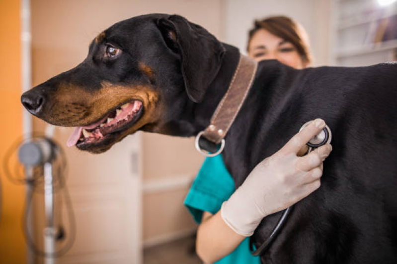 Telefone de Clínica Veterinária Animal AVENIDA W3 - Clínica Veterinária Mais Próxima