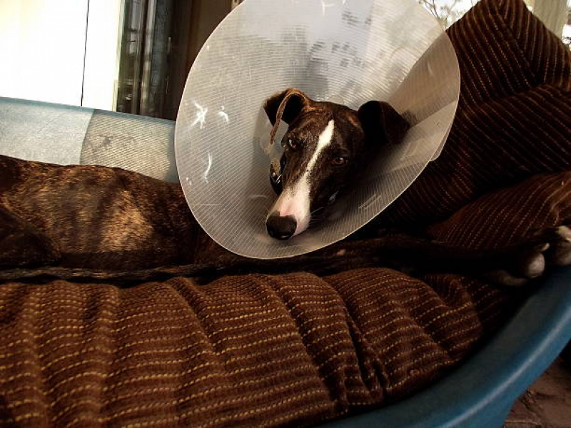 Telefone de Clínica Veterinária Integrativa Cachorros e Gatos Octogonal - Clínica Veterinária Integrativa para Pet