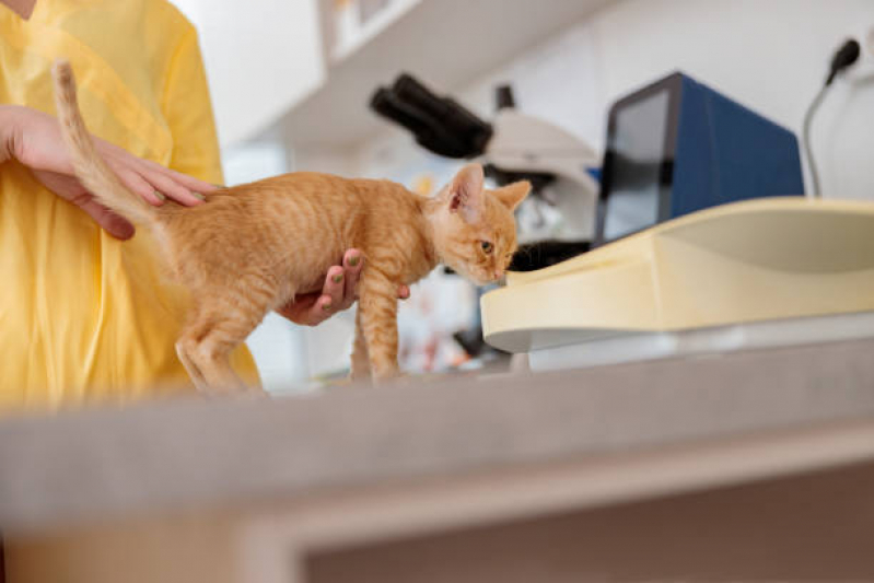 Telefone de Clínica Veterinária Integrativa para Pet Aeroporto de Brasilia - Clínica Veterinária Integrativa Próxima