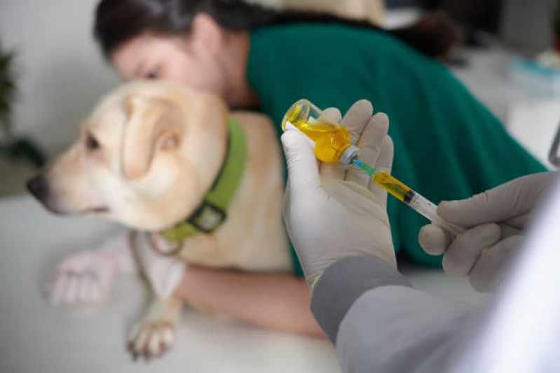 Telefone de Clínica Veterinária Próxima Lado Sul - Clínica Veterinária Cães e Gatos