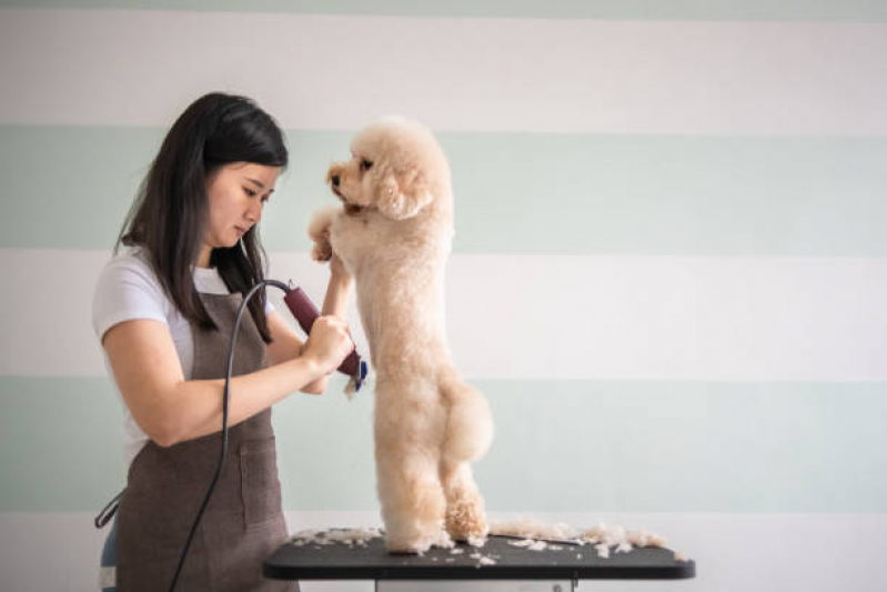 Telefone de Pet Shop Perto de Mim Banho e Tosa W3 Norte - Banho e Tosa Pet Shop