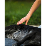 acupuntura em animais Condomínio Quintas da Alvorada
