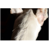 acupuntura em pequenos animais agendar ZR Zona Residencial