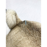 acupuntura em pequenos animais Vila Telebrasília
