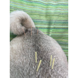 acupuntura para animais agendar Guara