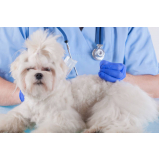 Acupuntura Veterinária para Cachorros