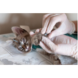 Acupuntura Veterinária para Gatos