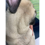acupuntura veterinária em cachorros Eixo L