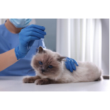acupuntura veterinária em gatos agendar Sh Vicente Pires