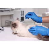 acupuntura veterinária em gatos Cruzeiro Novo