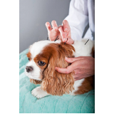 acupuntura veterinária para cães Guará