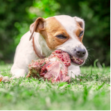 alimentação natural cães clínica Zona Industrial
