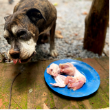alimentação natural para filhotes de cachorro clínica PTP Praça dos Três Poderes