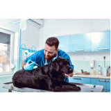 aplicação de vacina antirrábica para cães EPJK Estrada Parque Juscelino Kubitschek