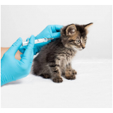 aplicação de vacina antirrábica para gato EPUB Estrada Parque Universidade de Brasília