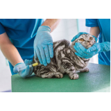 aplicação de vacina contra raiva gato w3 Sul