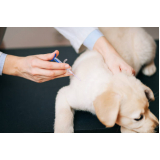 aplicação de vacina de raiva cachorro Águas Claras