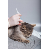 aplicação de vacina de raiva gato Guará