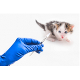 aplicação de vacina para filhote de gato Altiplano Sul