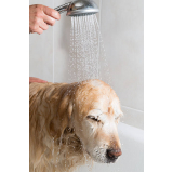 banho natural cachorro marcar Condomínio Lago Sul