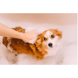 banho natural cachorro Octogonal