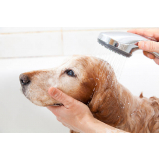 banho natural para cachorro marcar DF