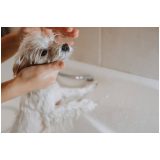 banho natural para cachorro Núcleo Bandeirante