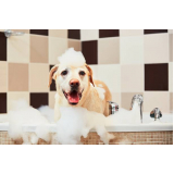 banho natural para cachorros e gatos Avenida das nações